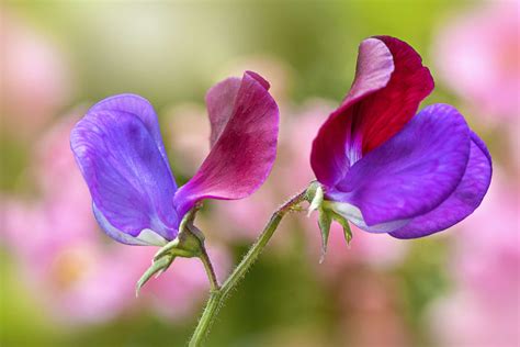 can you eat sweet pea flowers