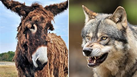 do donkeys protect livestock from wolves in the night