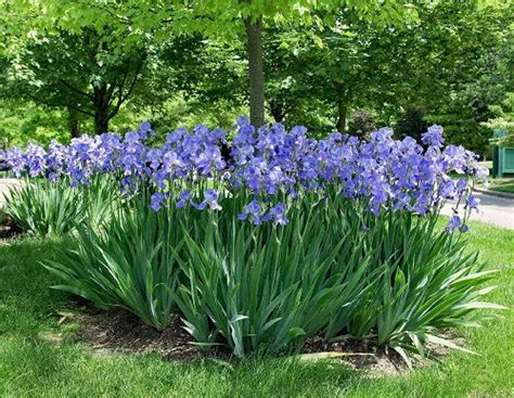 how long do iris flowers last how often do iris flowers bloom