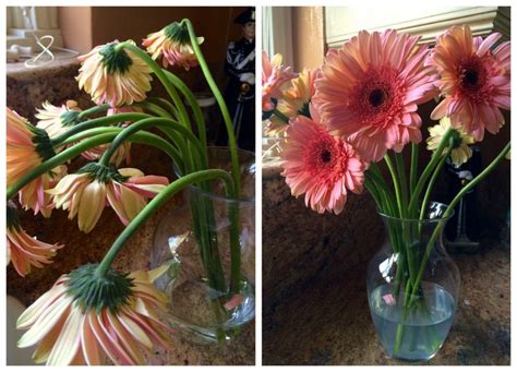 How to Revive Flowers: A Compendium of Strategies and Insight