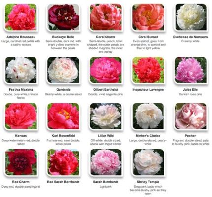 what color are peony flowers? Peonies come in a variety of colors that range from white to deep red.